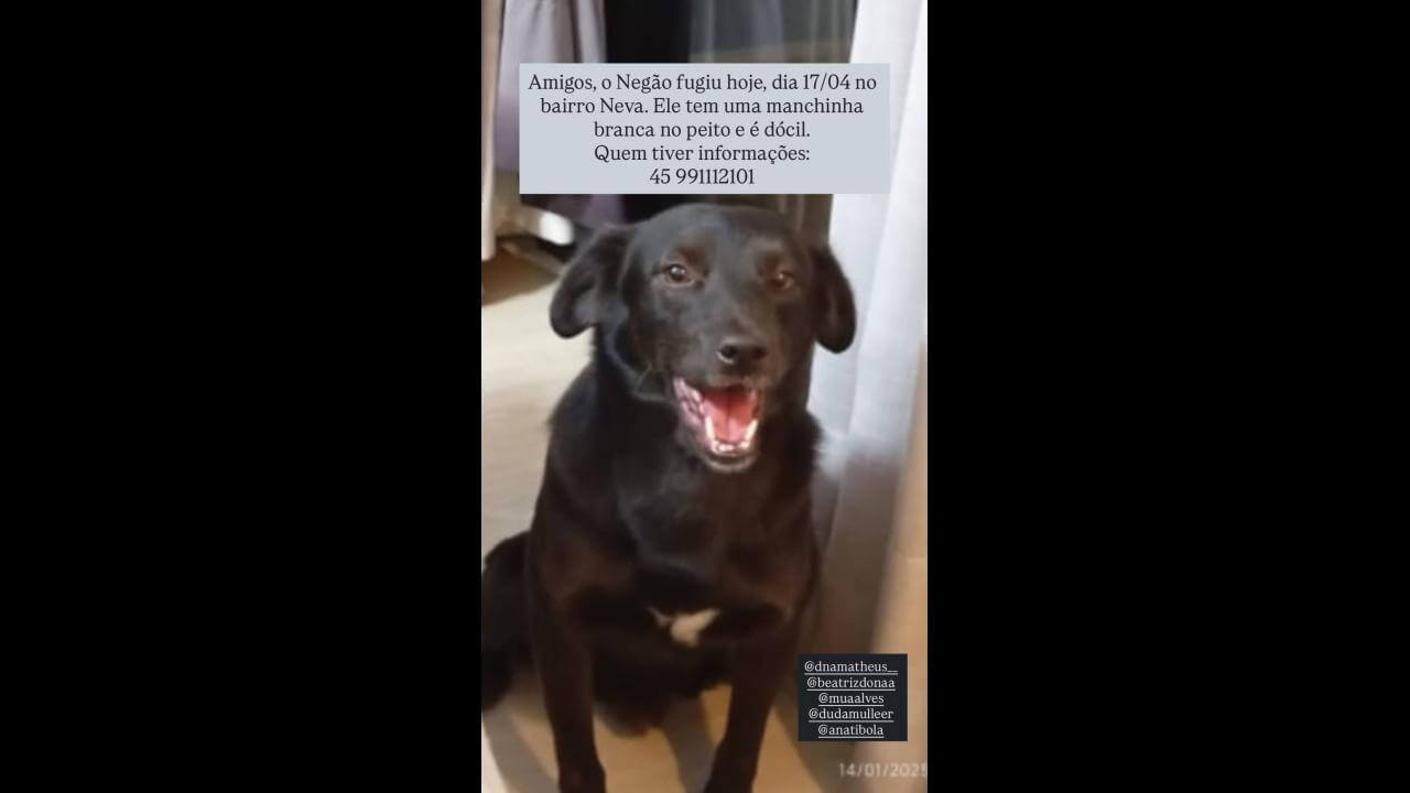 Cachorro Negão desapareceu no bairro Neva