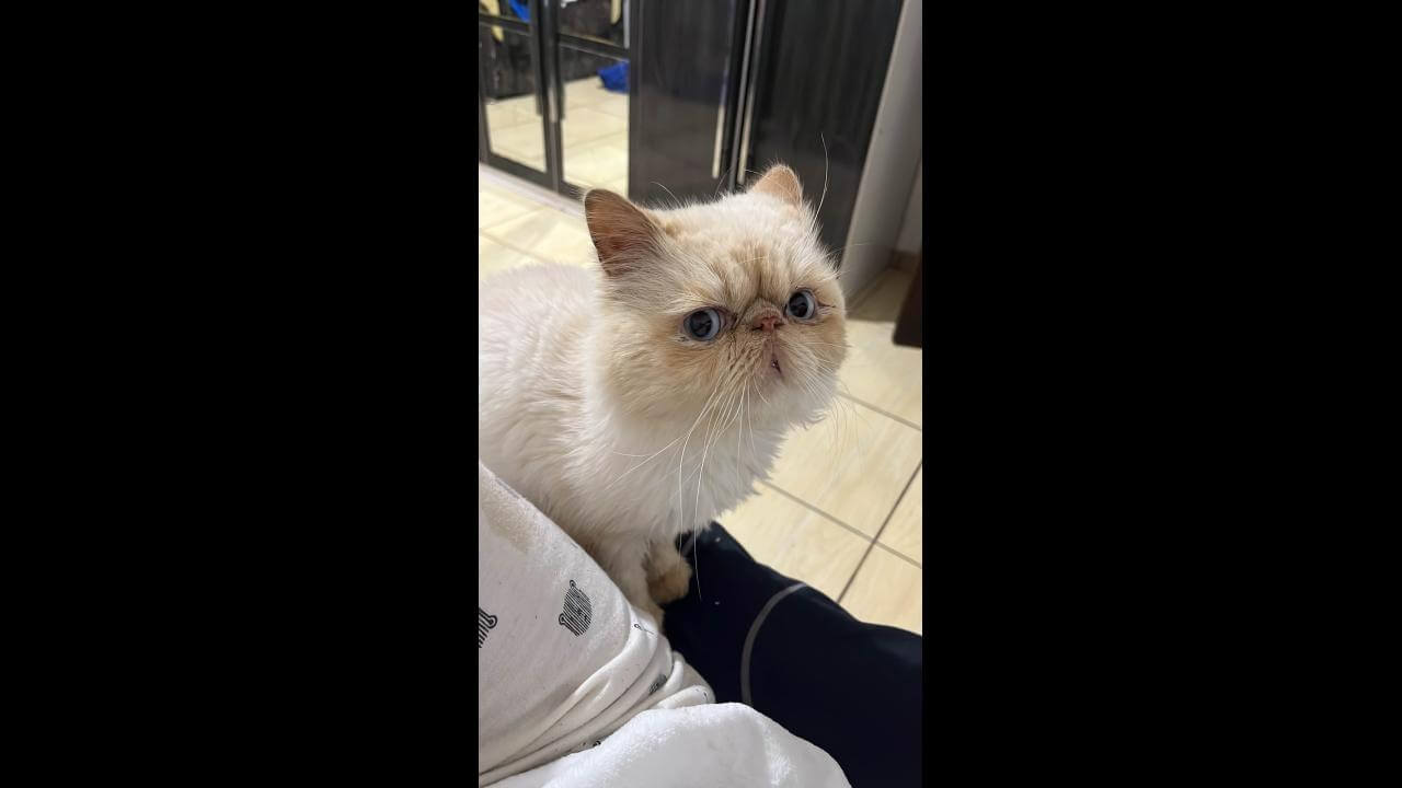 Gato desapareceu no bairro Universitário