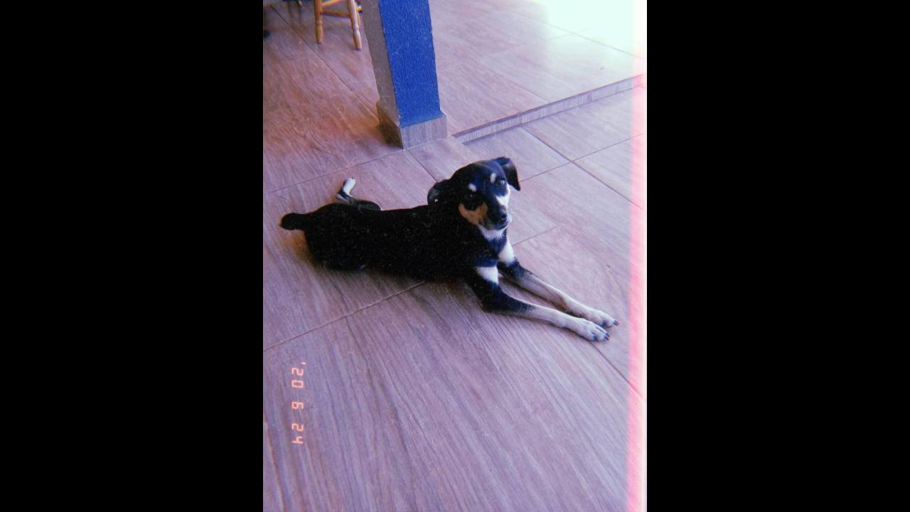 Cachorra Laika desapareceu no bairro Neva