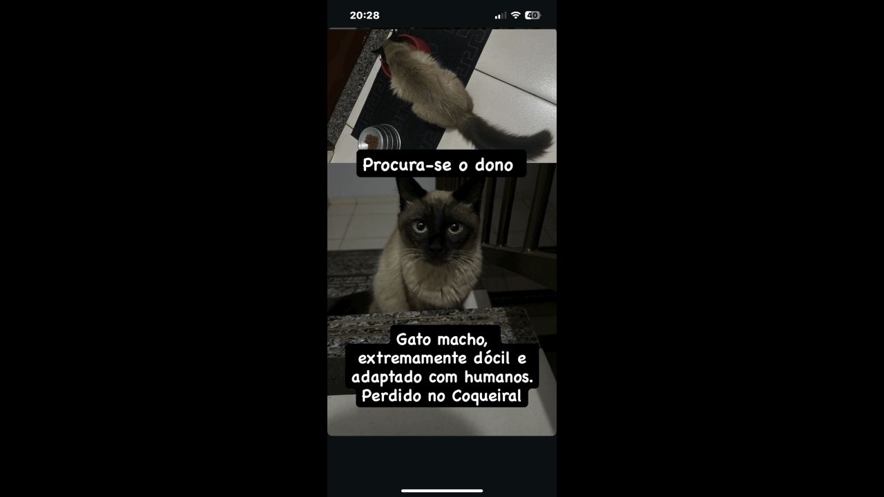 Gato é encontrado no bairro Coqueiral