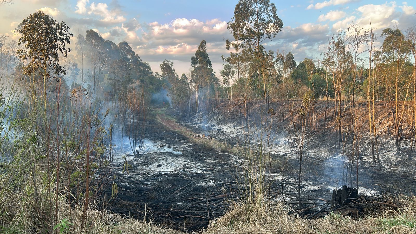 População suspeita que faísca de trem pode ter causado incêndio às margens da BR-277, em Cascavel