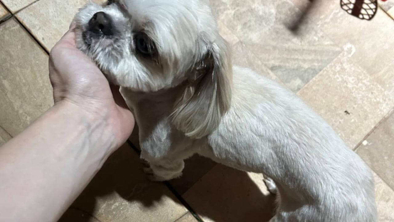 Cachorra é encontrada no bairro Universitário