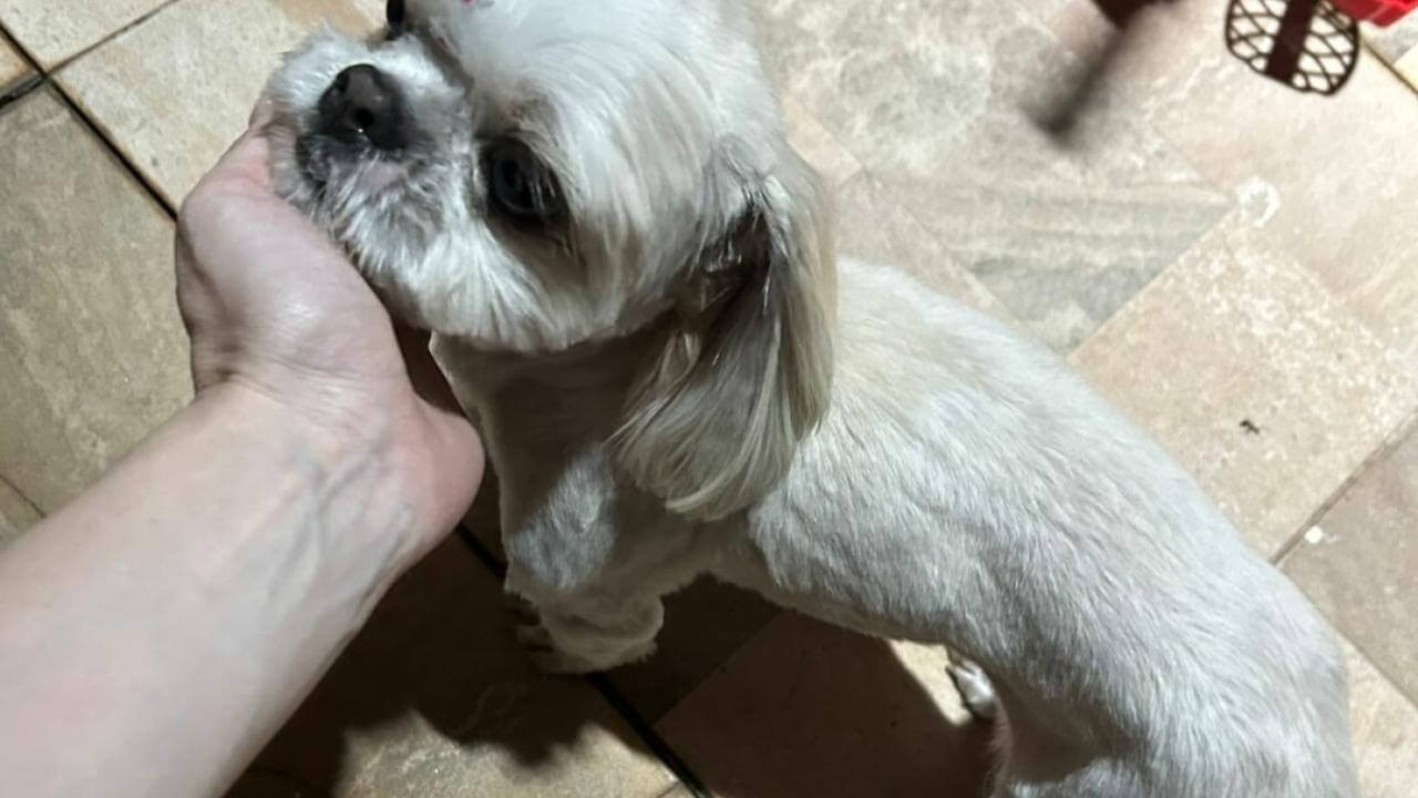 Cachorro é encontrado no bairro Universitário