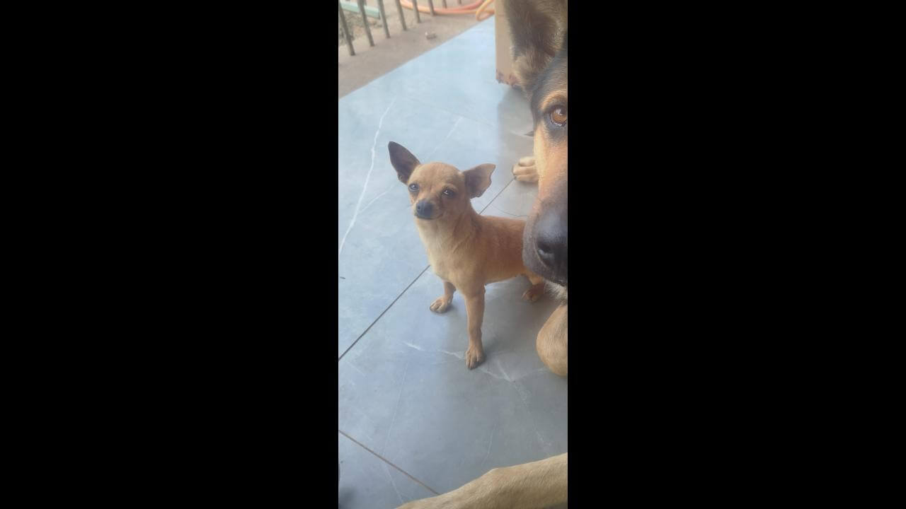 Cachorra Juju desapareceu no bairro 14 de Novembro