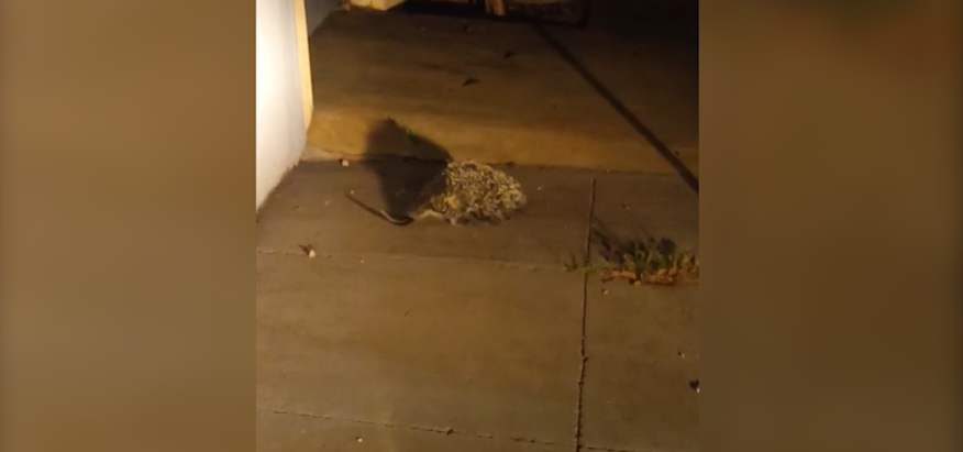 Passeio noturno: Porco-espinho deixa a mata e aparece em rua de Cascavel