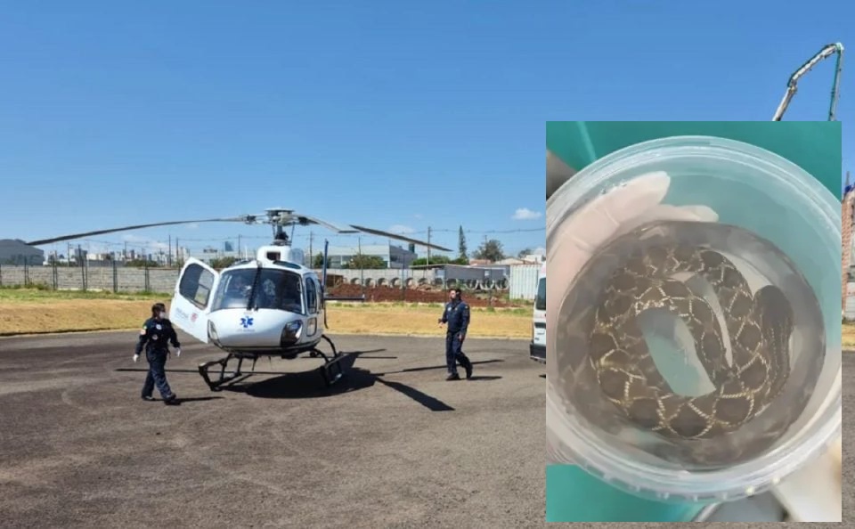 Homem leva quarta picada de cobra Cascavel e é resgatado de helicóptero Homem leva quarta picada de cobra Cascavel e é resgatado de helicóptero