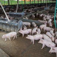 Imagem referente a Produção de carne suína e de frango terá volume recorde em 2026