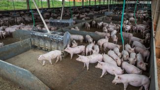 Produção de carne suína e de frango terá volume recorde em 2026 Produção de carne suína e de frango terá volume recorde em 2026