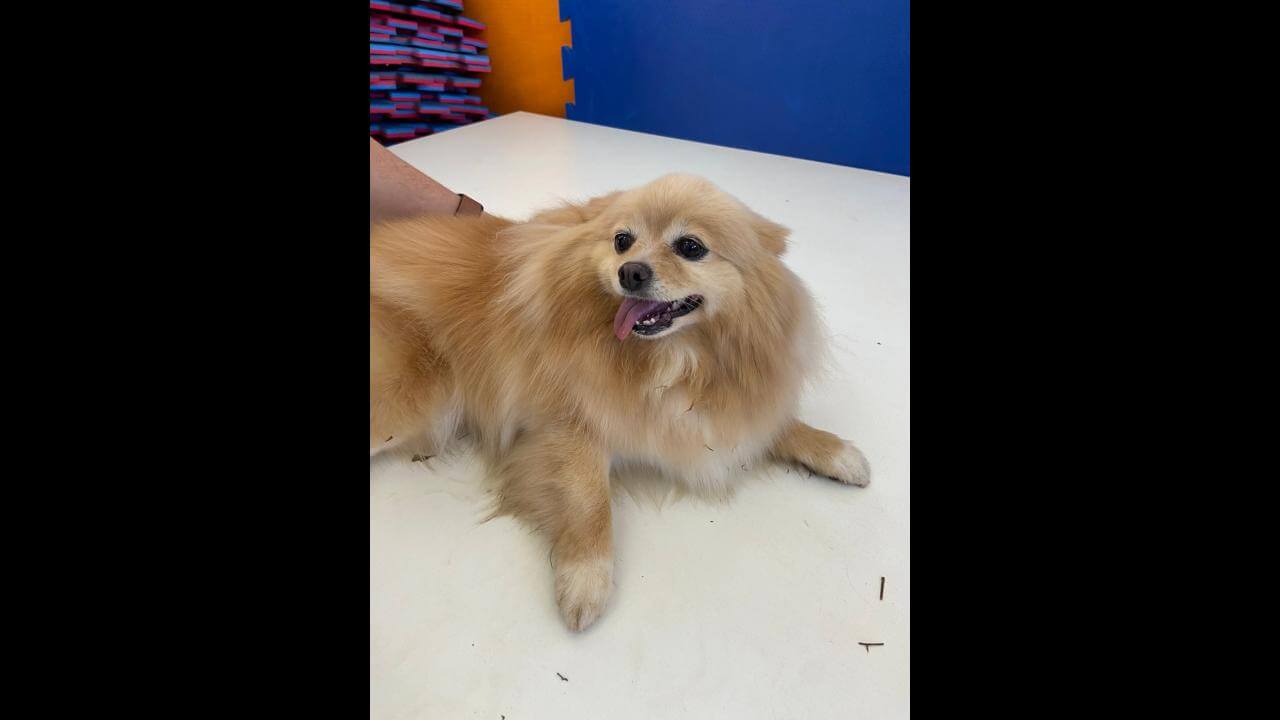 Cachorro é encontrado no bairro São Cristóvão