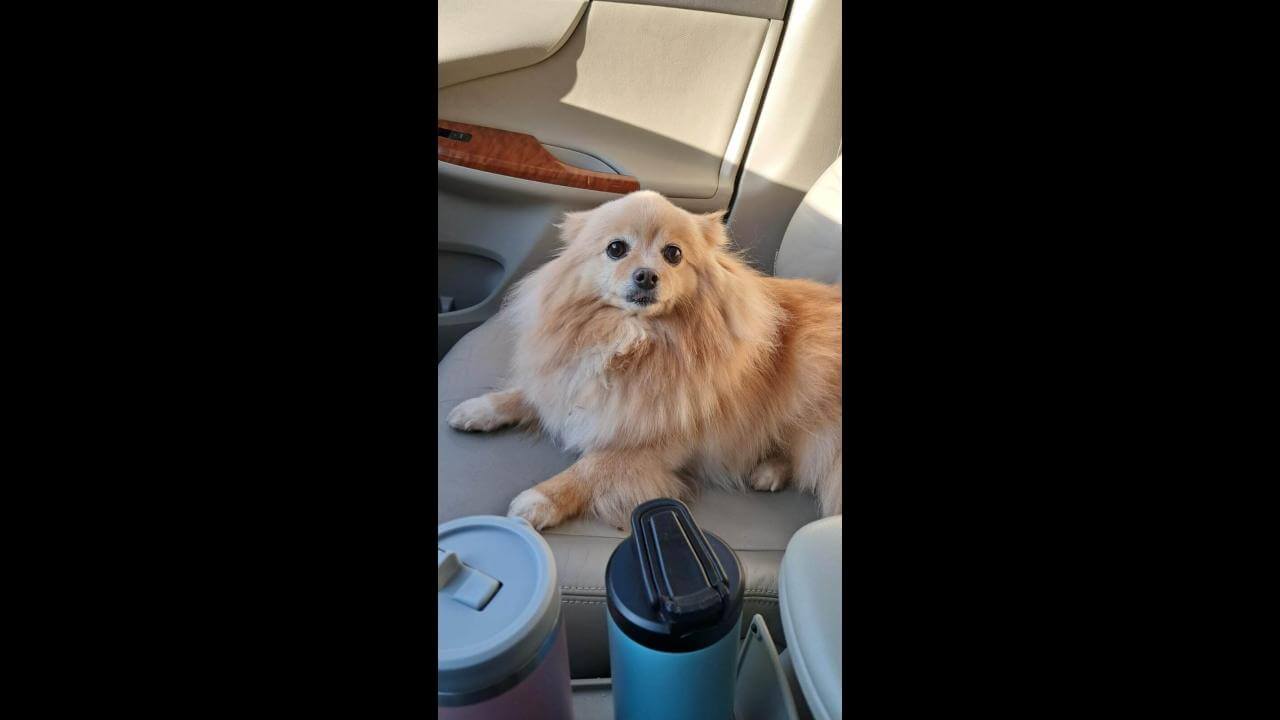 Cachorro é encontrado no Centro