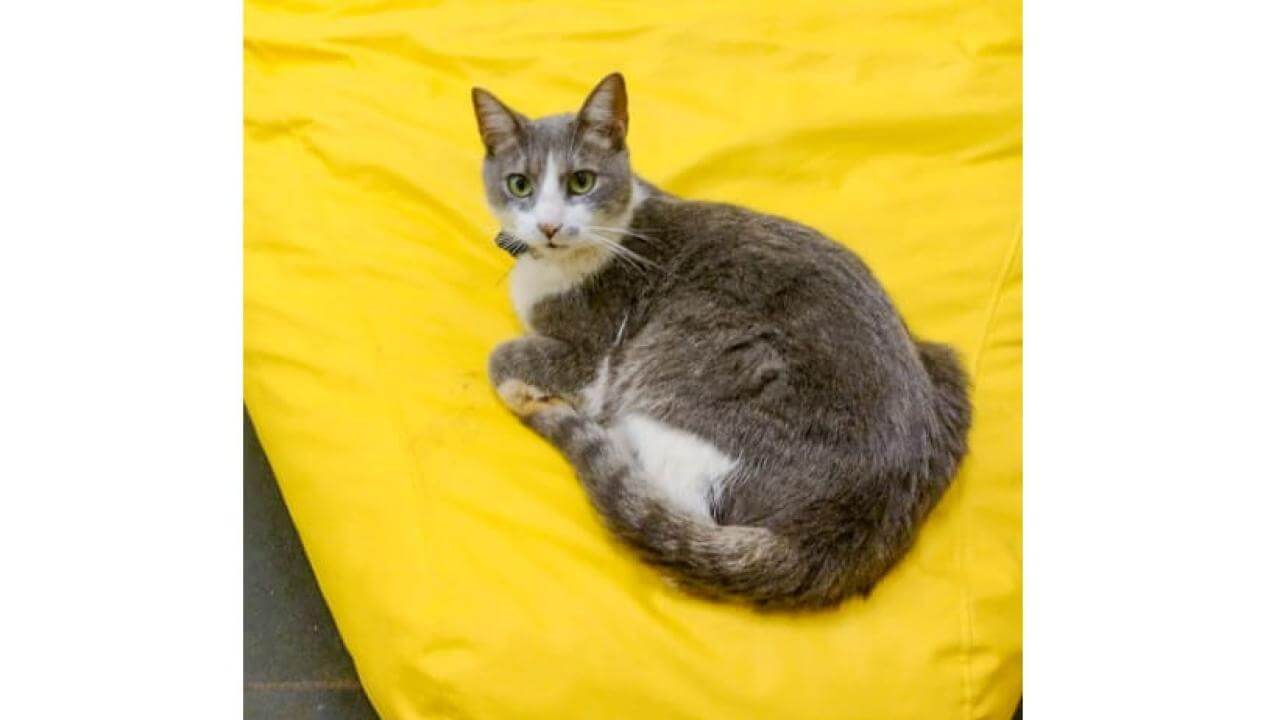 Gata é encontrada no bairro Universitário