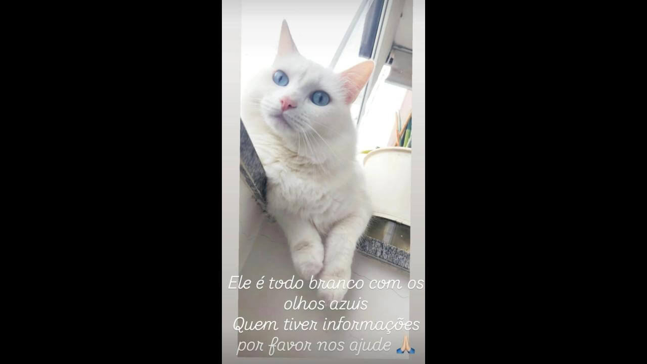 Gato Polenta desapareceu no bairro Neva