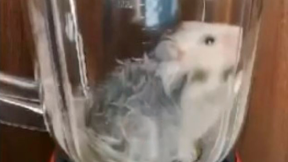 Rato no liquidificador: Vídeo de crueldade com animal revolta internautas nas redes sociais