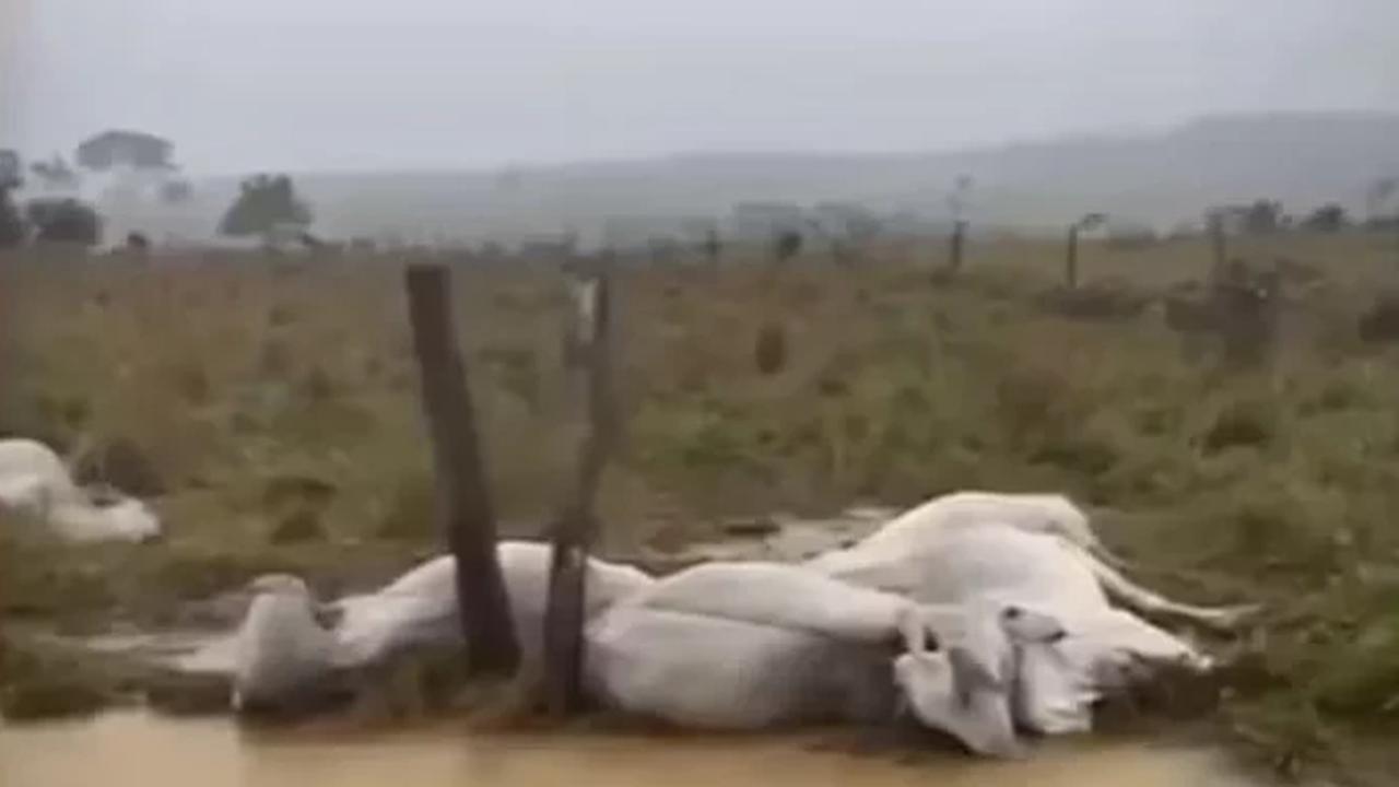 Dez bois morrem após raio atingir propriedade rural
