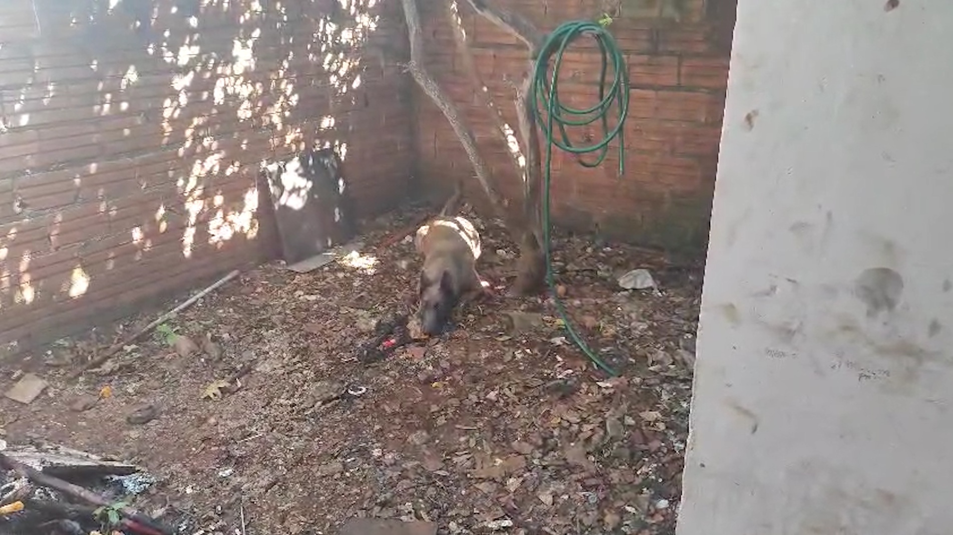 Cão farejador encontrando drogas enterradas na Região Norte de Cascavel; veja o vídeo
