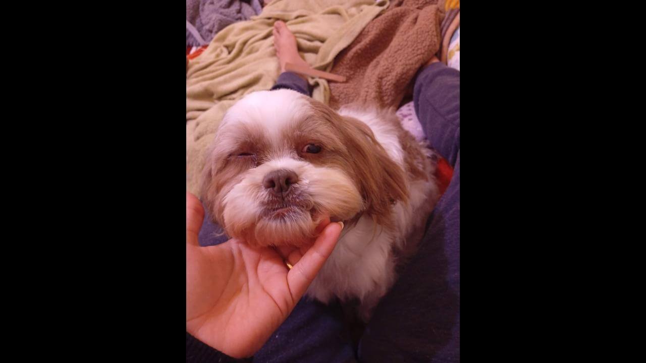 Cachorra Ayla desapareceu no bairro Angra dos Reis
