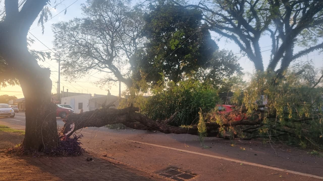 Árvore racha e atinge dois carros estacionados na Rua Manaus