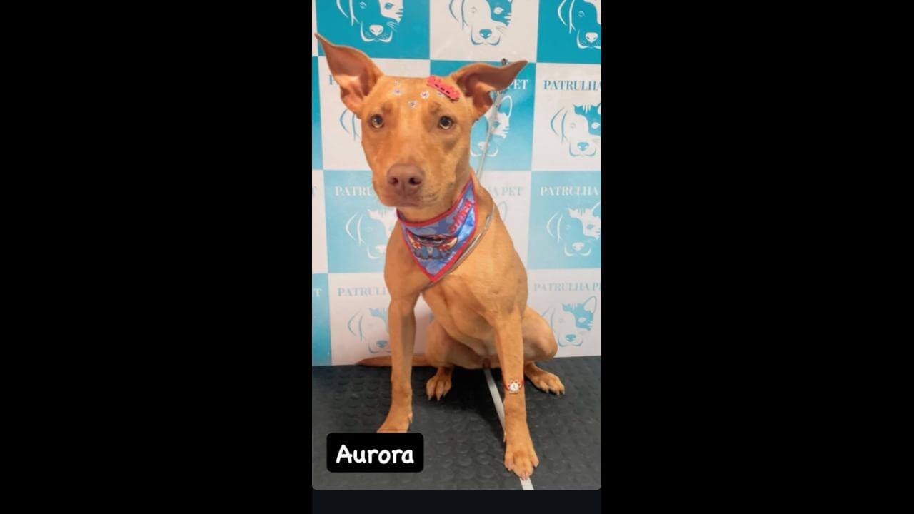 Cachorra Aurora desapareceu no bairro Morumbi