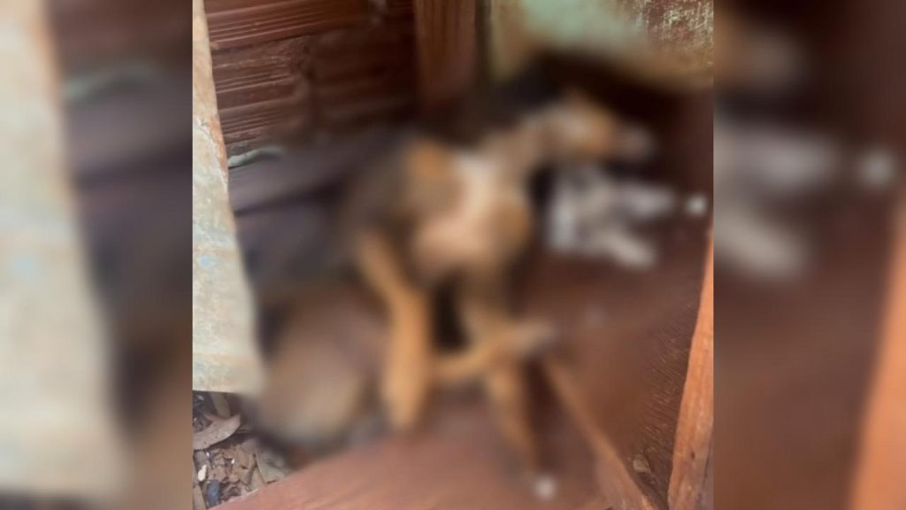 Cachorro é brutalmente agredido a pauladas e caso mobiliza autoridades em Toledo