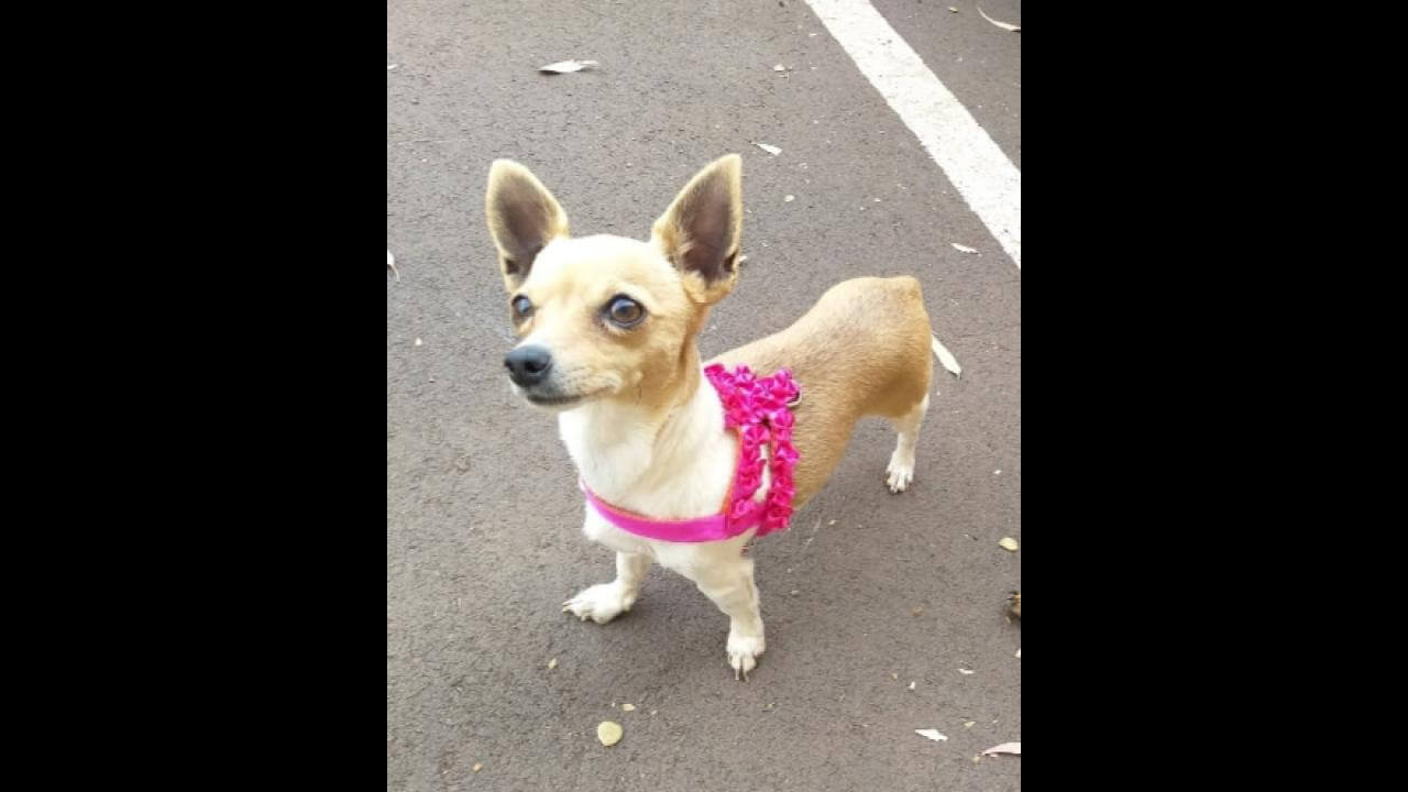 Cachorra desapareceu no bairro Guarujá