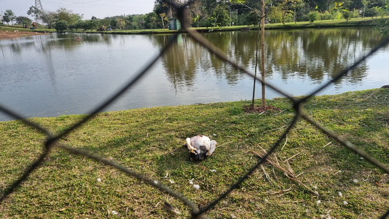 Buracos na grade: Pato é morto por cachorro no Ecopark Santa Cruz