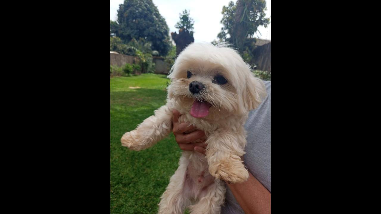 Cachorro é encontrado no bairro Parque São Paulo