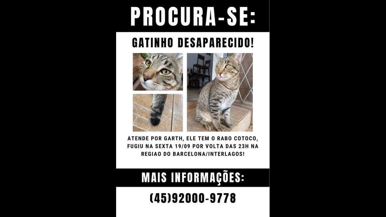 Gato GARTH desapareceu no bairro Barcelona