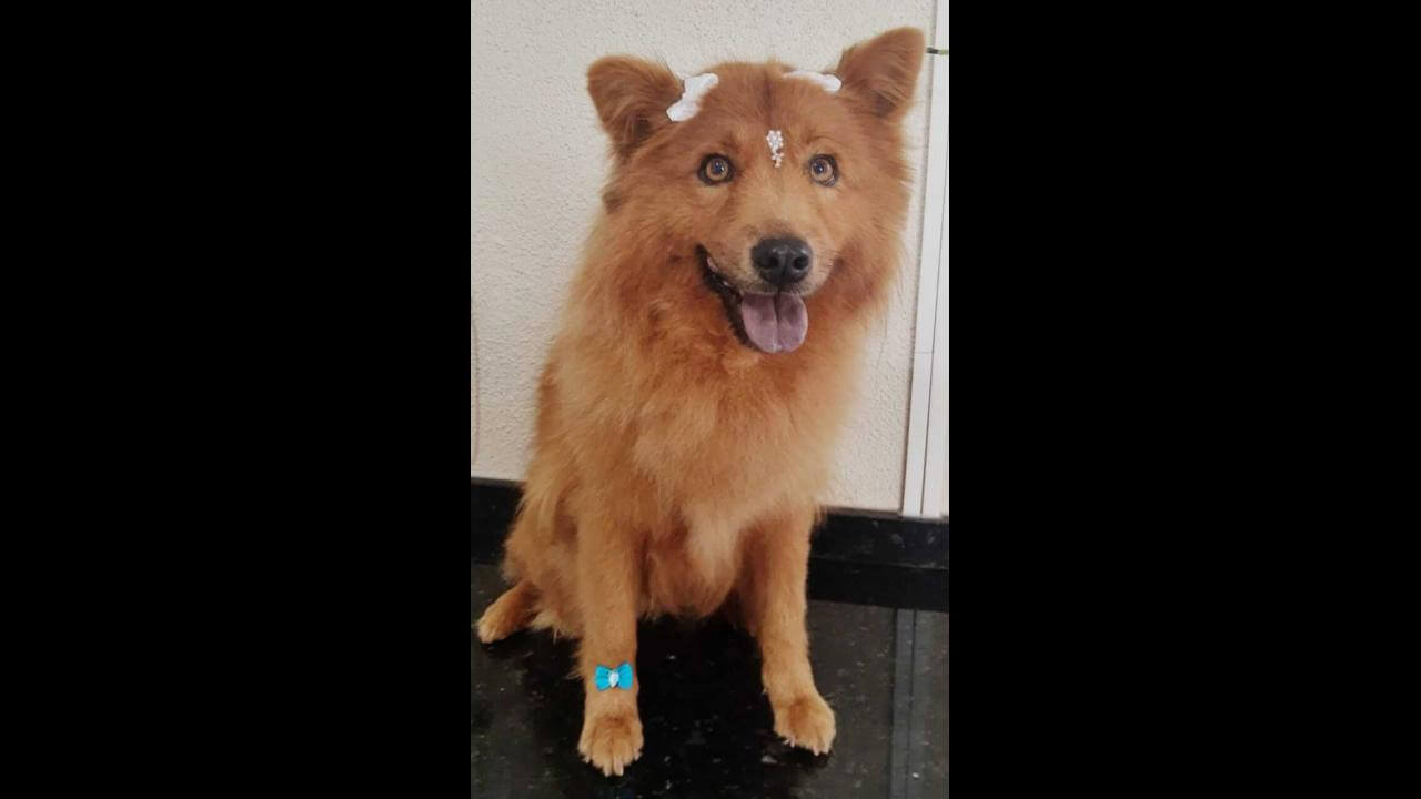 Cachorra Morena raça Chow Chow desapareceu no bairro Brasmadeira