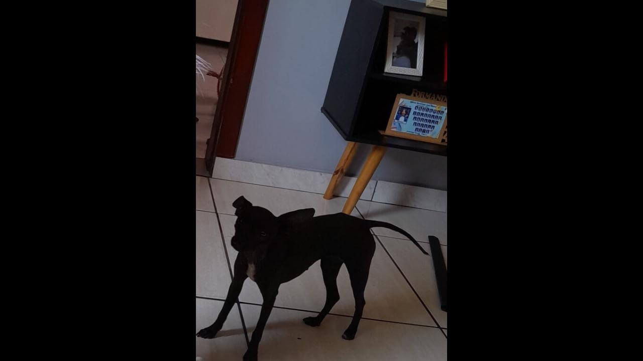 Cachorra Princesa desapareceu no bairro Alto Alegre