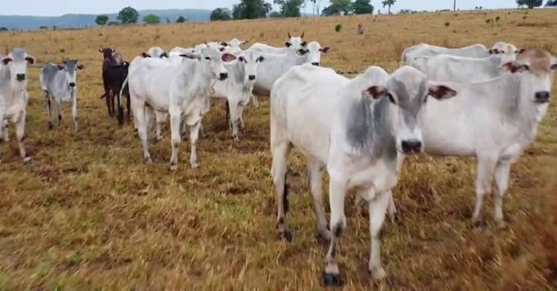 Polícia recupera gado furtado e prende fazendeiro Polícia recupera gado furtado e prende fazendeiro