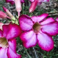 Hoje é Dia: início da primavera e datas ligadas à saúde são destaques Imagem referente a Hoje é Dia: início da primavera e datas ligadas à saúde são destaques