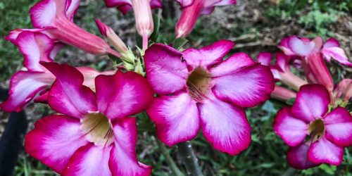 Hoje é Dia: início da primavera e datas ligadas à saúde são destaques Imagem referente a Hoje é Dia: início da primavera e datas ligadas à saúde são destaques