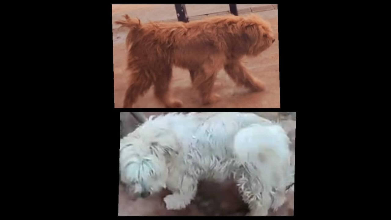 Cachorro Chumaço desapareceu no bairro Cancelli