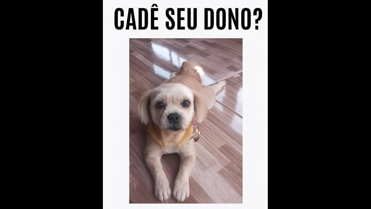 Cachorra é encontrada no bairro Floresta