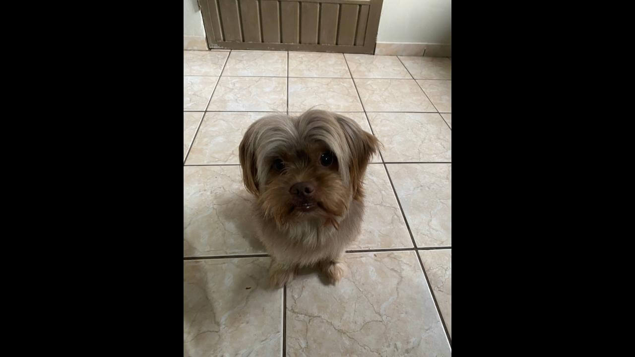 Cachorro Bud desapareceu no bairro Santa Felicidade