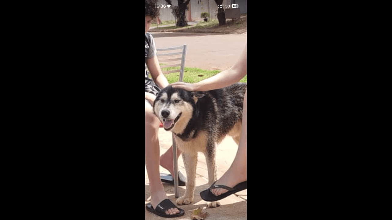 Cachorro é encontrado no bairro Canadá