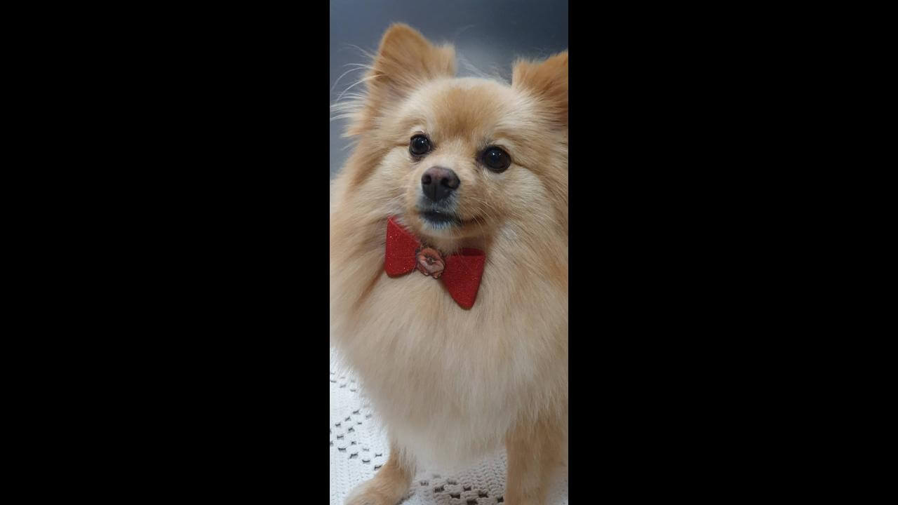 Cachorro Floki desapareceu no bairro Cancelli