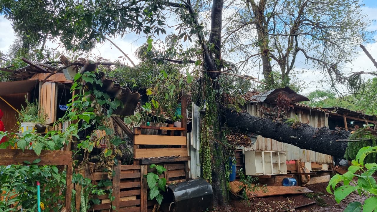 Pinheiro cai e destrói residências no Jardim Melissa