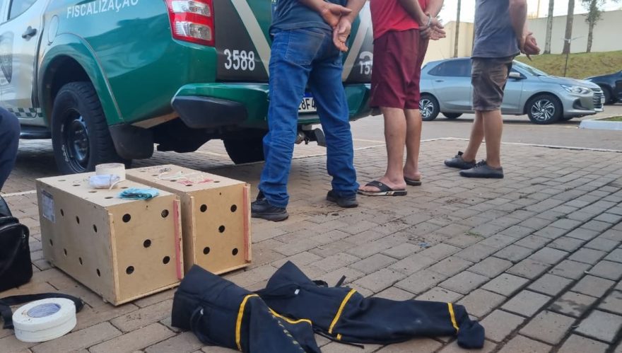 Rinha de galo termina com três detidos e animais feridos na Região Norte