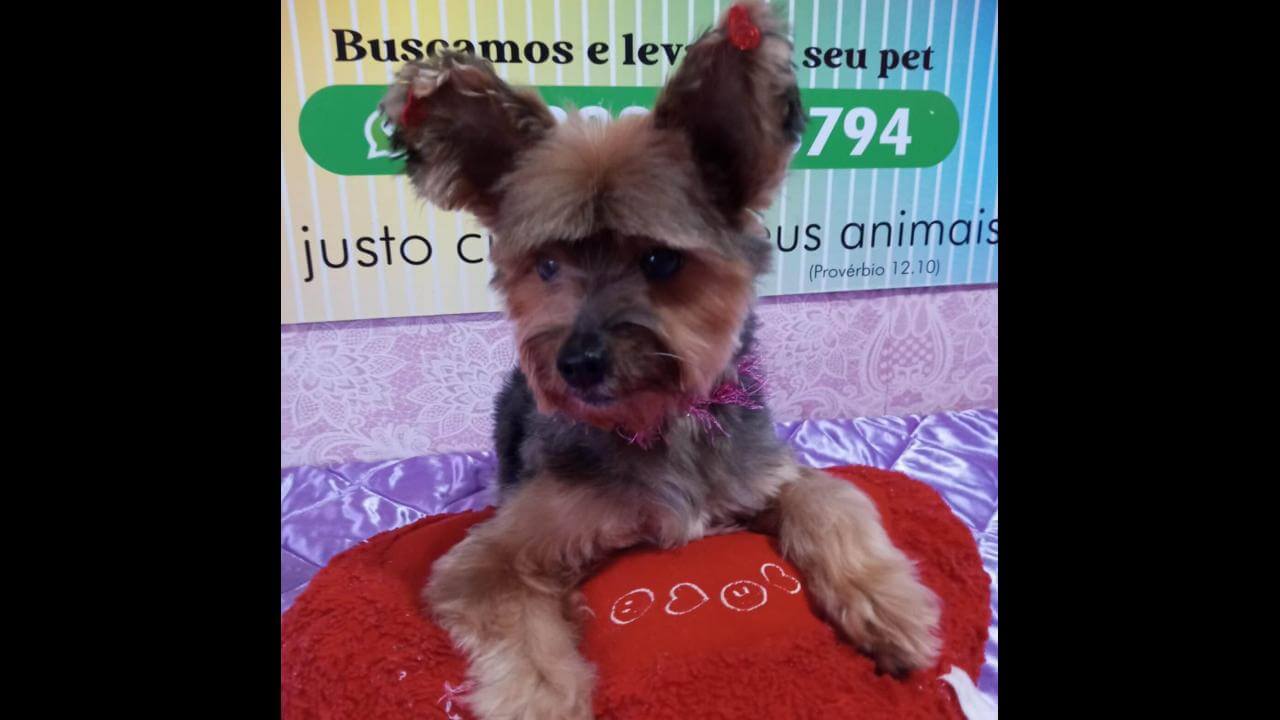 Cachorra Rebeka desapareceu no bairro Vista Linda