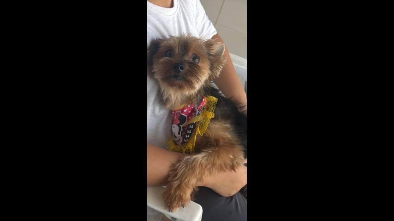 Cachorra Rebeca (beca) desapareceu no bairro Canadá