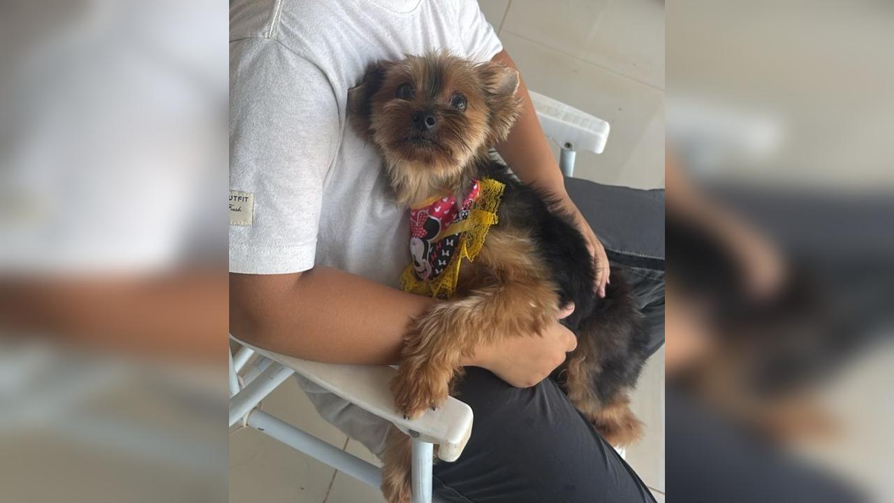 Cachorra Rebeca desapareceu no bairro Mirante, próximo ao Ceasa