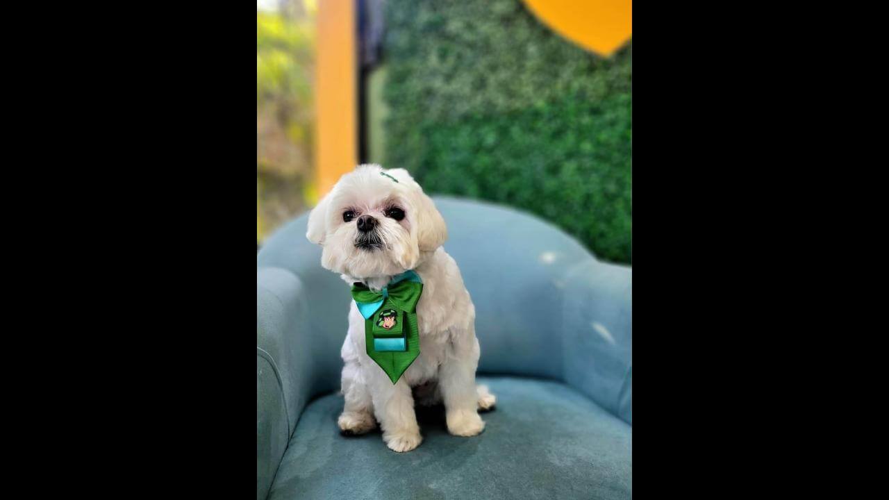 Cachorro Bento desapareceu no bairro Parque São Paulo