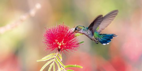 Primavera começa com ondas de calor e baixa umidade no país Imagem referente a Primavera começa com ondas de calor e baixa umidade no país