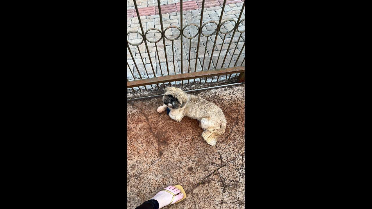 Cachorro Lucky desapareceu no bairro Santo Onofre