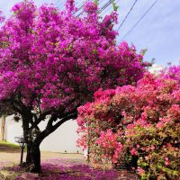 Imagem referente a Com sol e 30ºC, Cascavel enfrenta mais um dia de calor nesta terça
