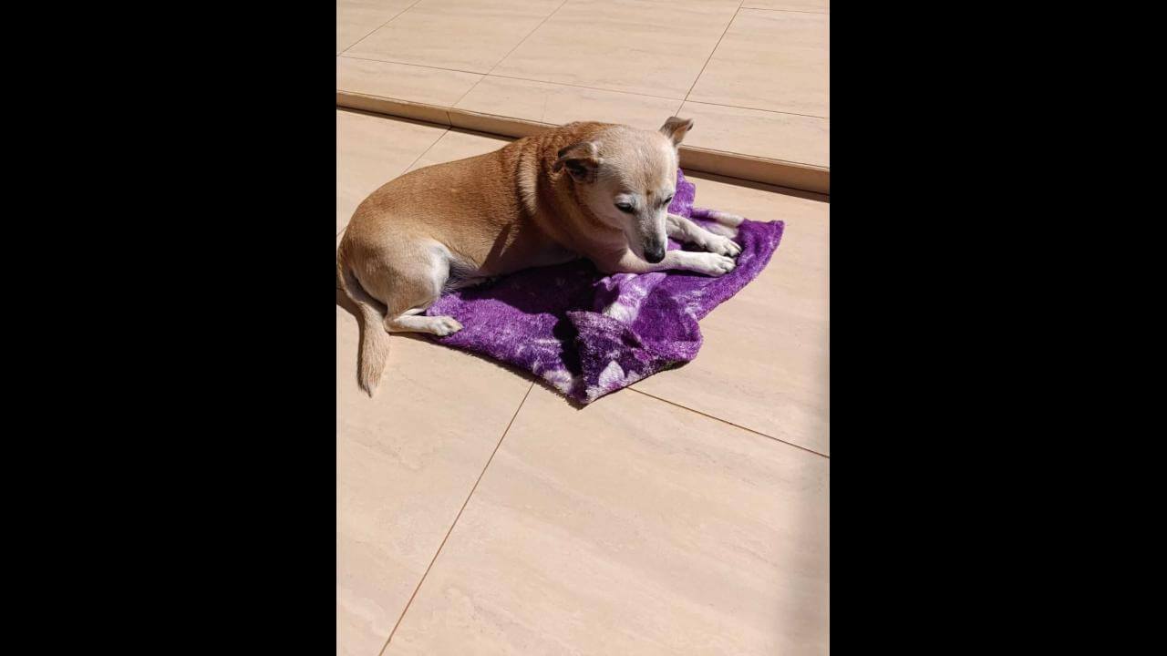 Cachorra Julie desapareceu no bairro Parque São Paulo