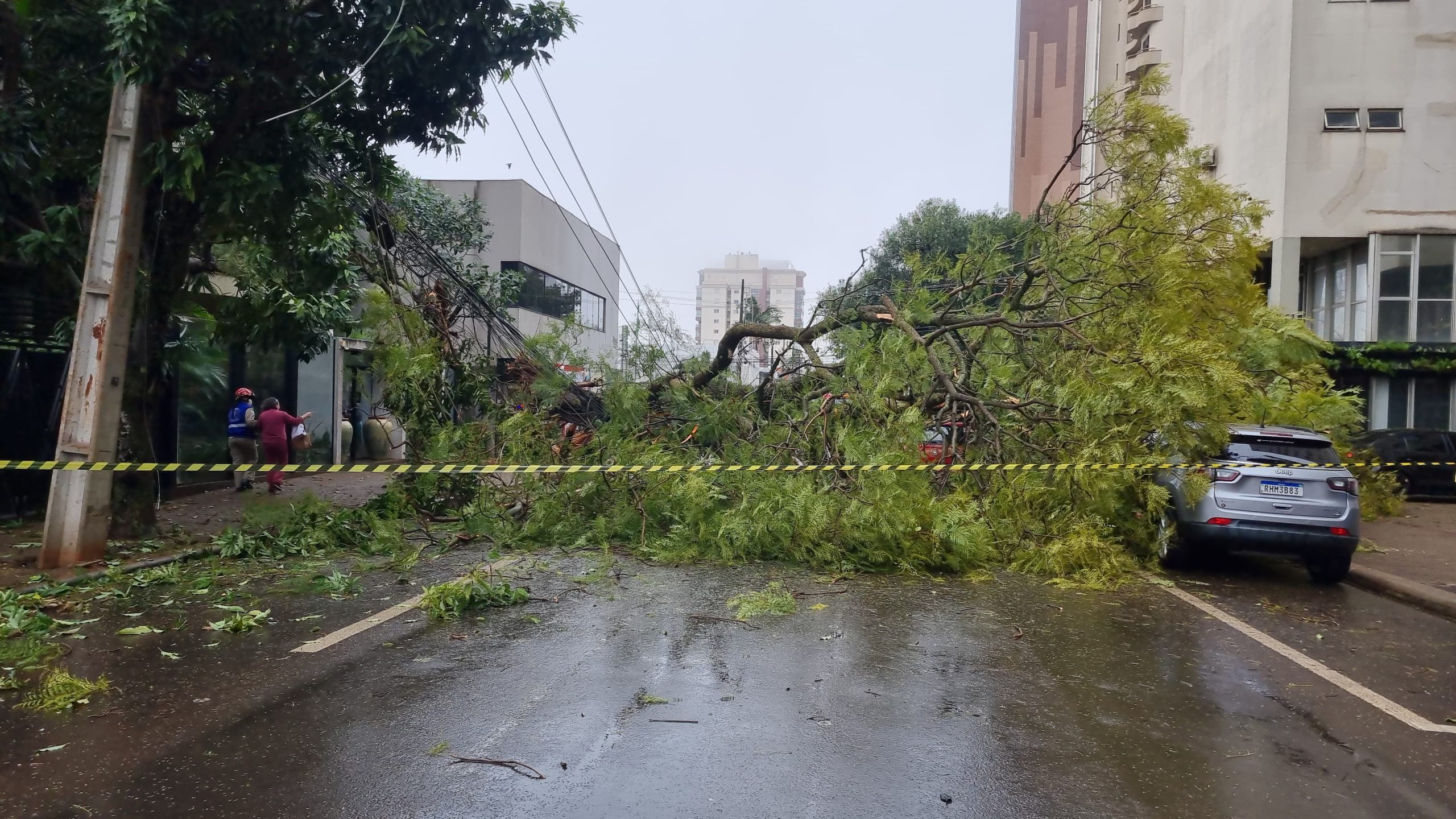 Arborização de Cascavel: vereador propõe tecnologia para evitar acidentes