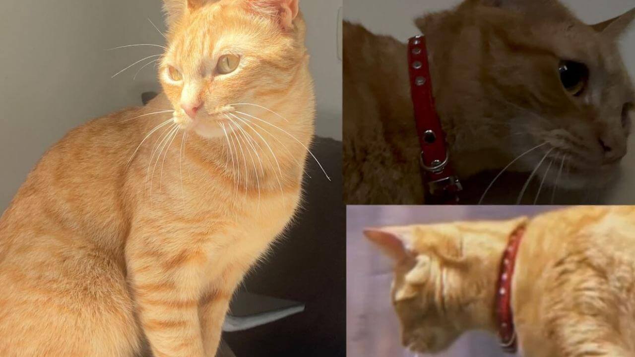 Gato Muffin desapareceu no bairro São Cristóvão