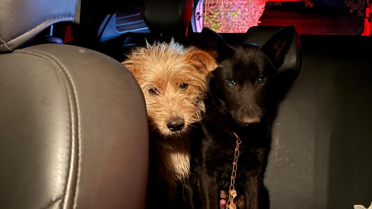 Perita resgata animais que estavam em veículo envolvido em acidente com duas vítimas fatais